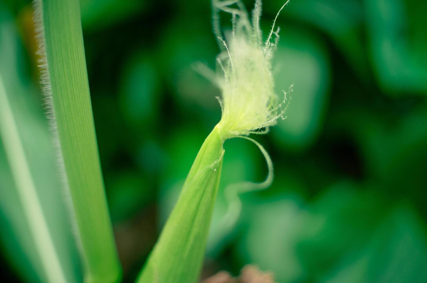 new little corn growing on the tree photo