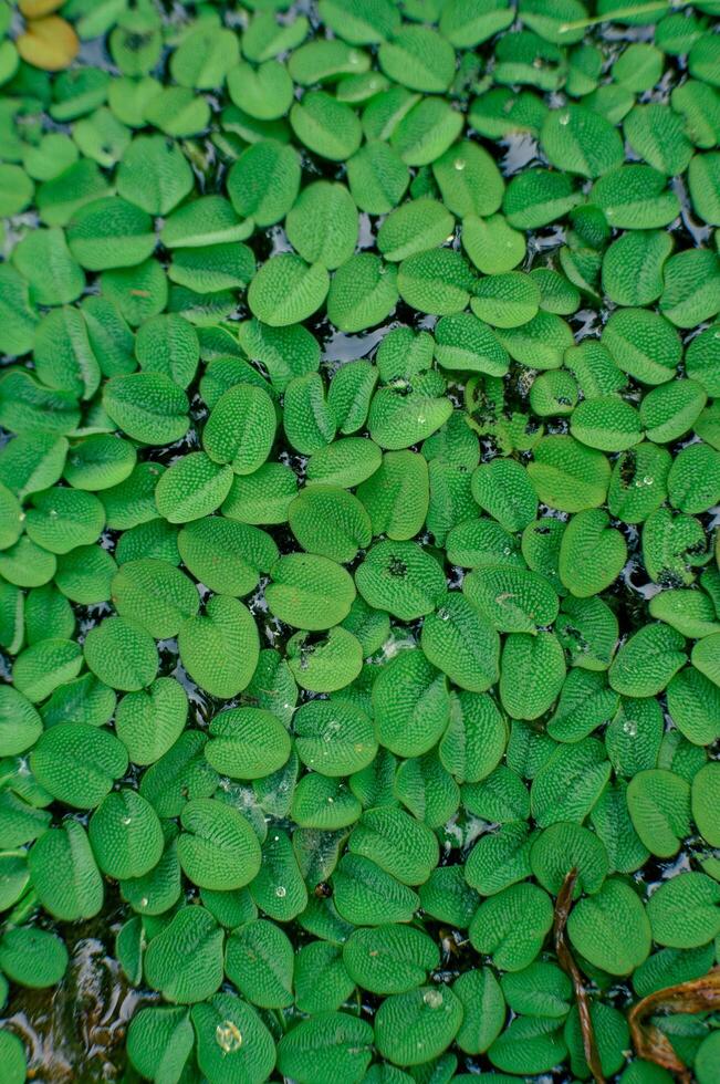 salvinia hiaju which grows in rice fields and becomes a pest photo