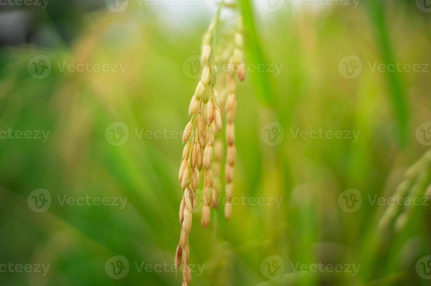 rice in the rice fields that is ripe and ready to be harvested photo