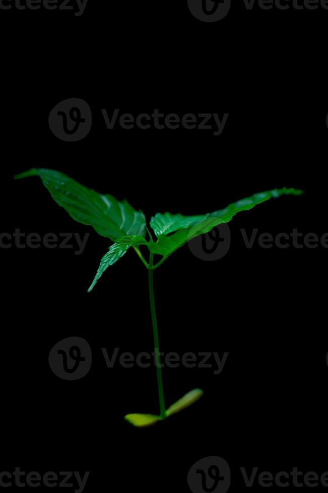 a small tree that has just grown on a black background photo