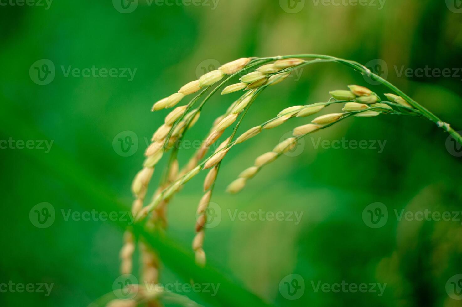 rice in the rice fields that is ripe and ready to be harvested photo