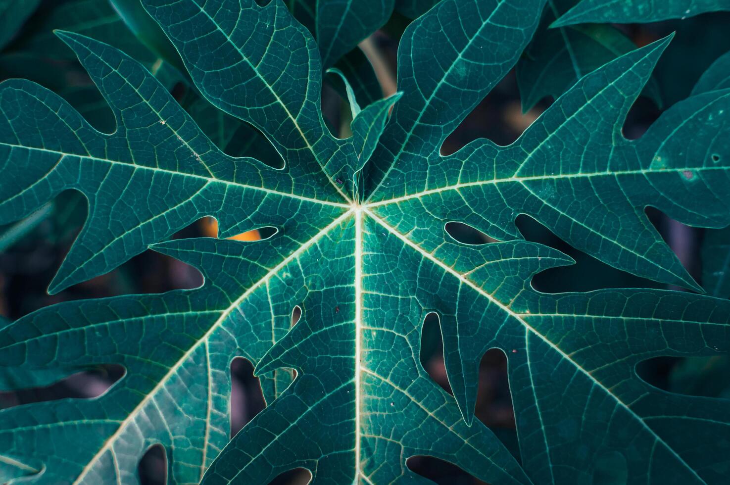 leaves in an aesthetic garden, macro, close up photo