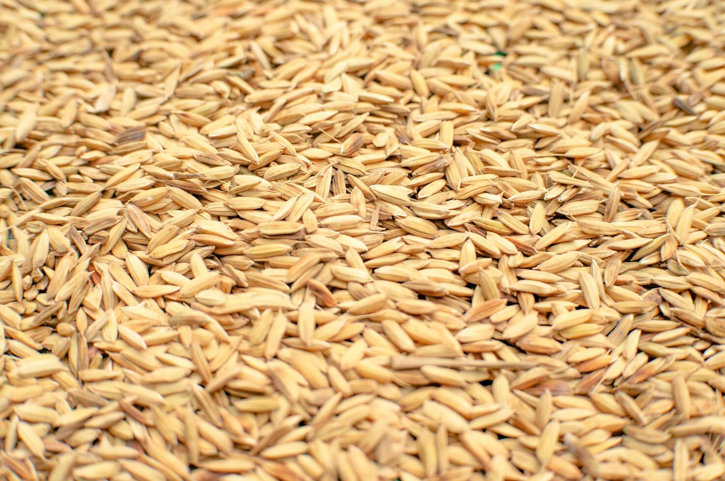 natural rice grains that have not yet been processed into food photo