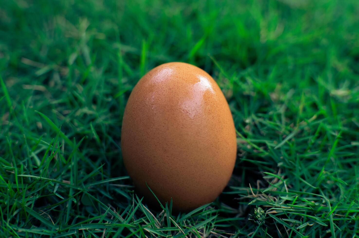 close up of fresh chicken eggs photo