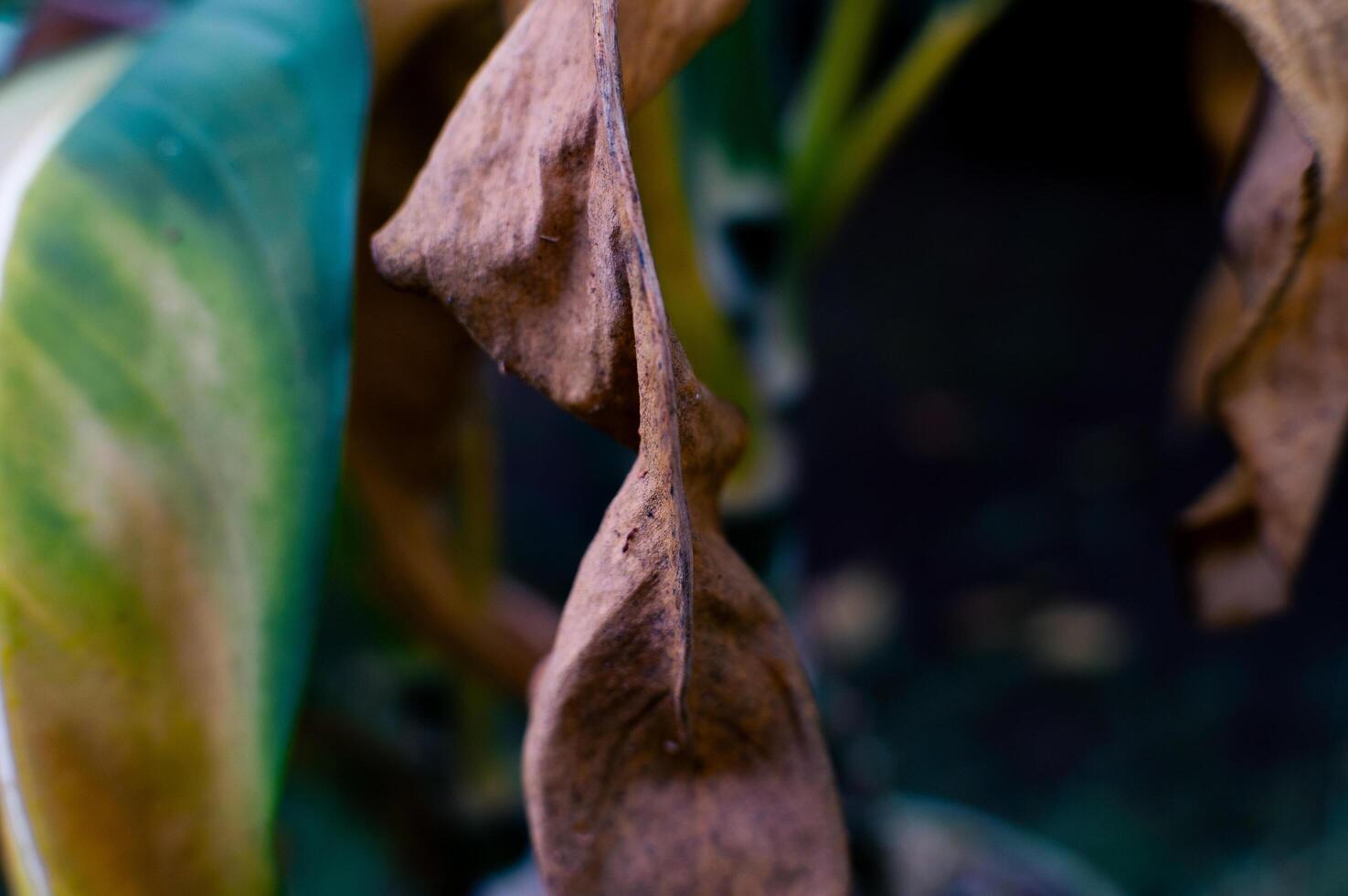 withered dry leaves that are old and about to fall photo