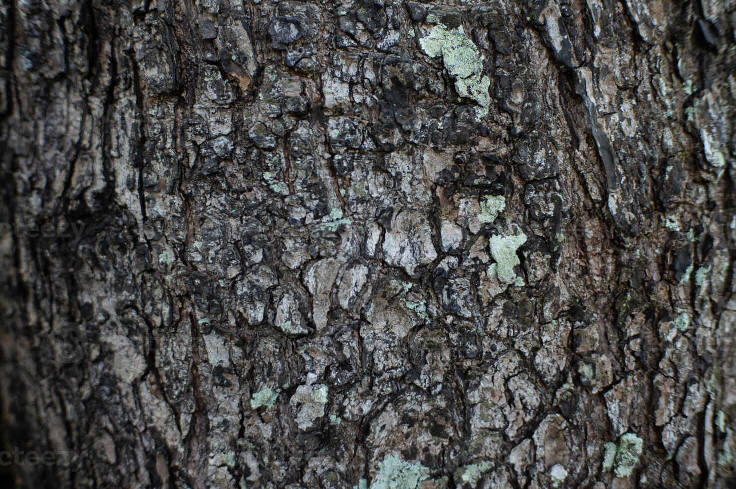 wood texture for background and image photo