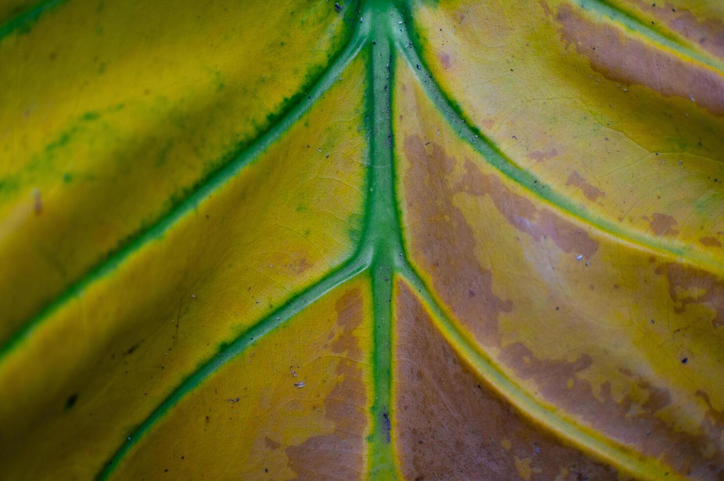 close up of unique and beautiful leaf texture, looks aesthetic photo