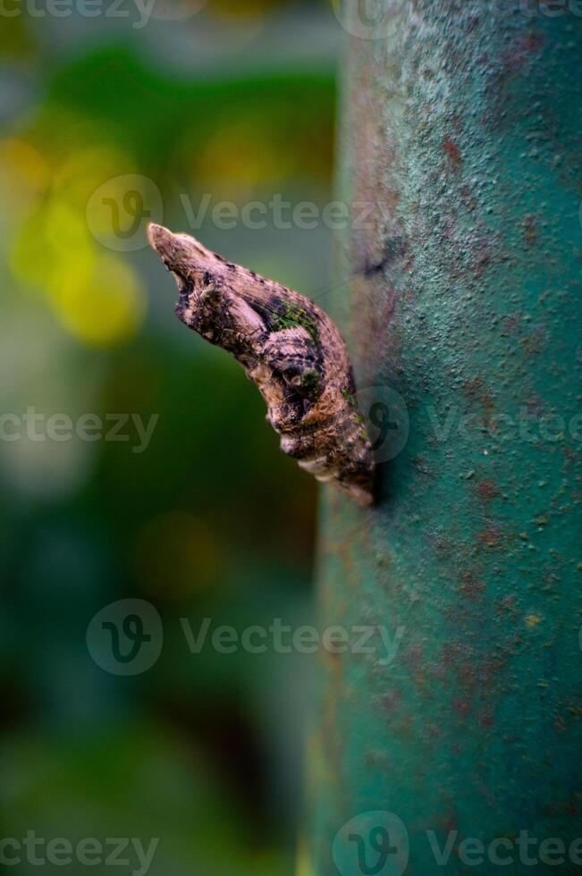 The caterpillar transforms itself to metamorphose into a butterfly, the life cycle of a caterpillar photo