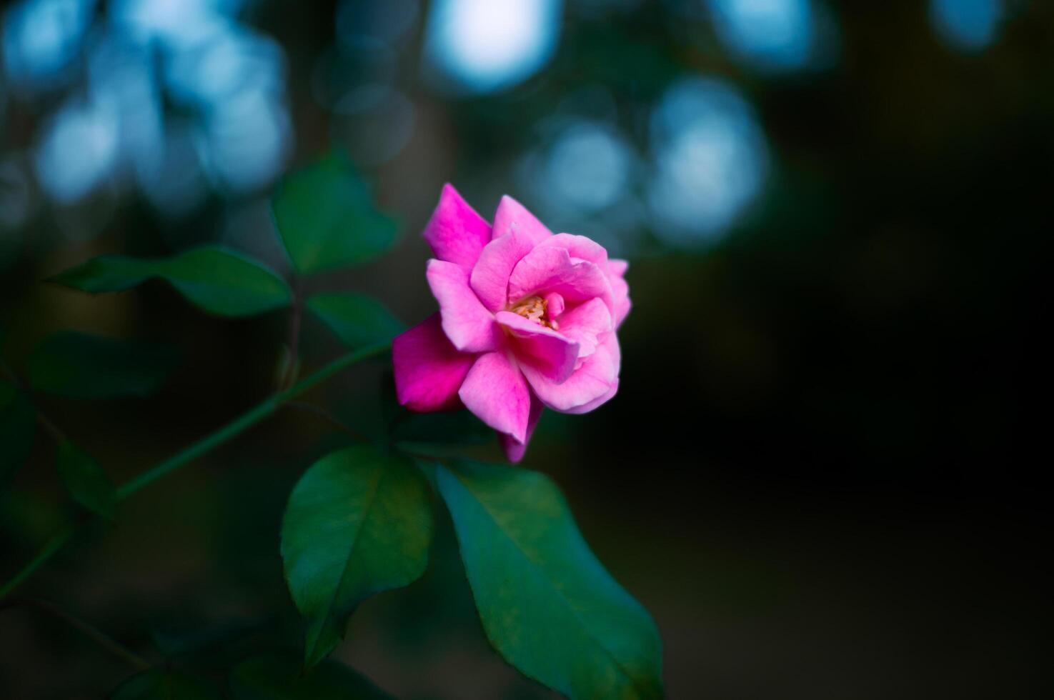roses blooming in the garden with blur background photo