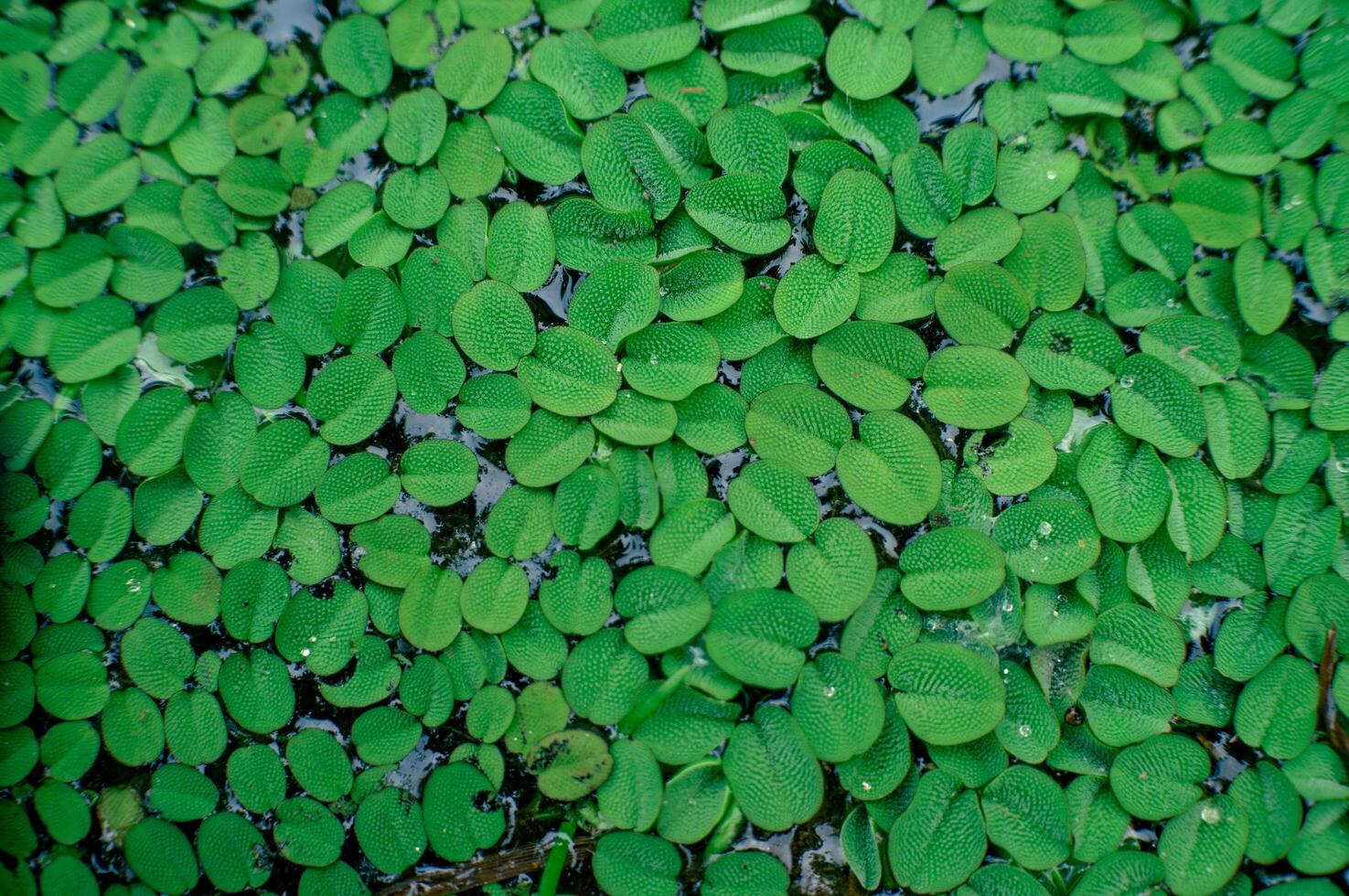 salvinia hiaju which grows in rice fields and becomes a pest photo