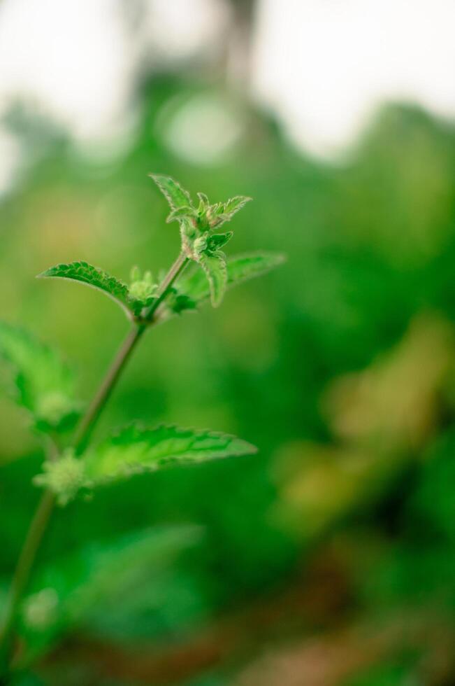 leaves in an aesthetic garden, macro, close up photo