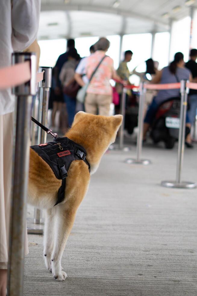 Shiba Inu Watching Queue Line to Enter Xiaoliuqiu Ferry in Taiwan, Donggang photo