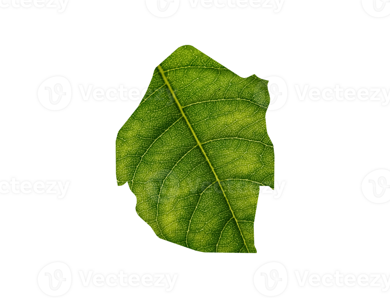 Eswatini map made of green leaves ecology concept png