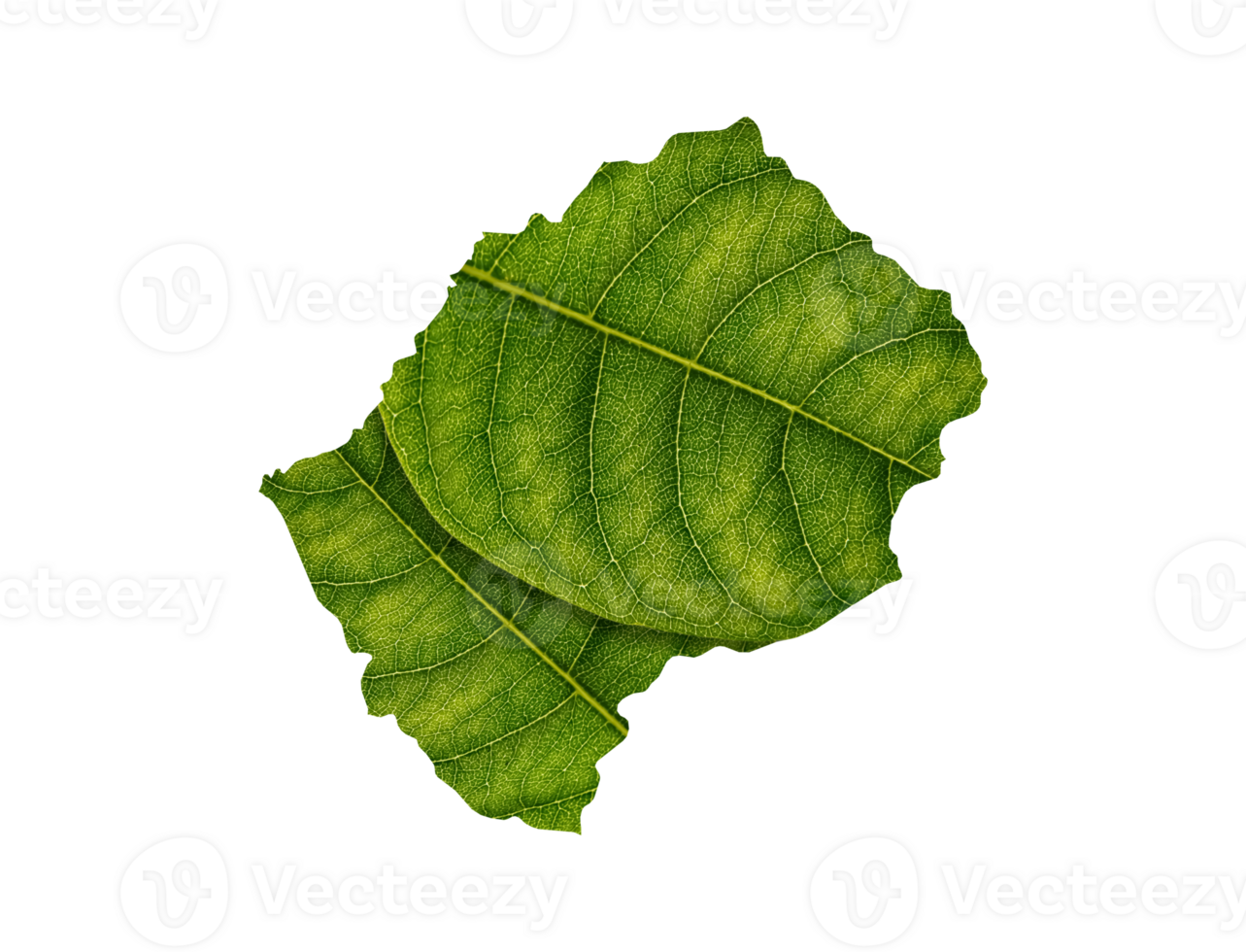 Lesotho map made of green leaves ecology concept png