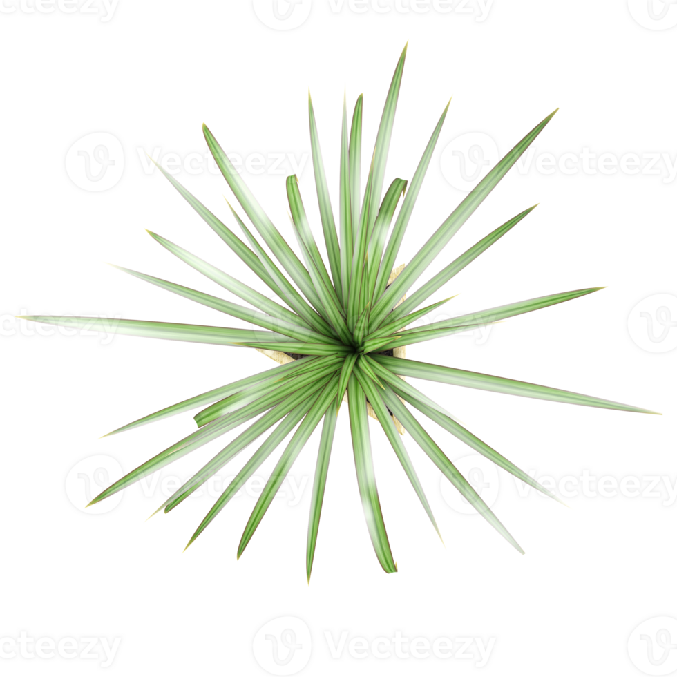 Agave americana tree from the top view isolated on canvas png