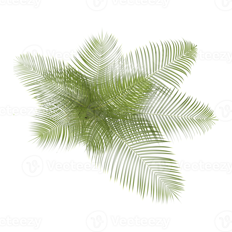 plam Leaf tree on isolated Canvas from the top view png