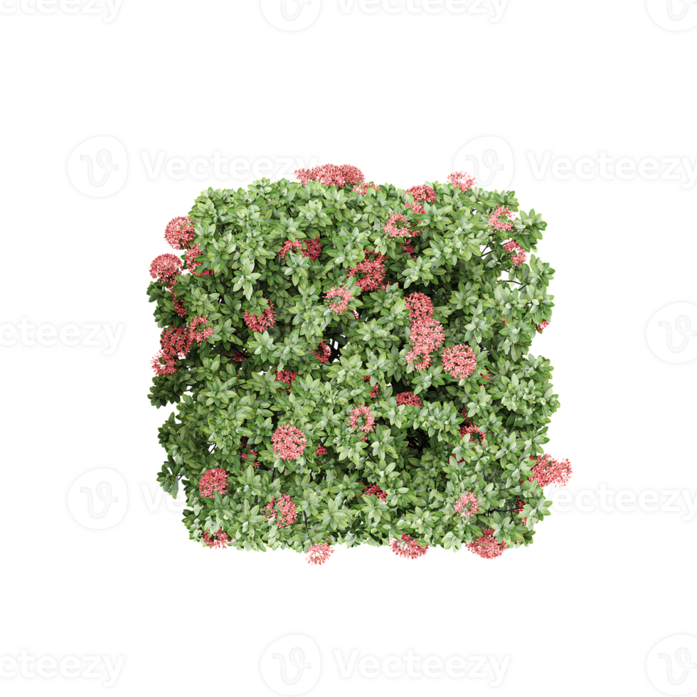 Dwarf ixora tree isolated on transparent Canvas png