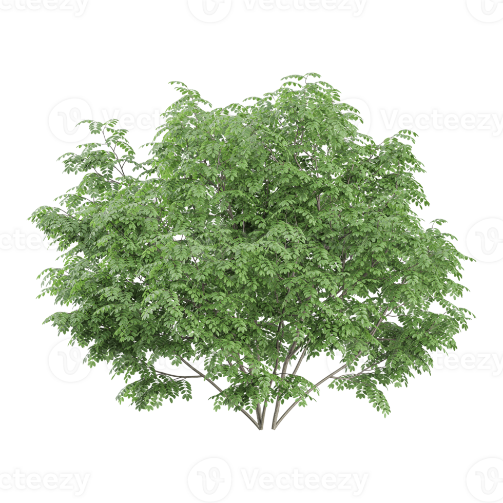 3D rendering of Black locust tree in transparent canvas png
