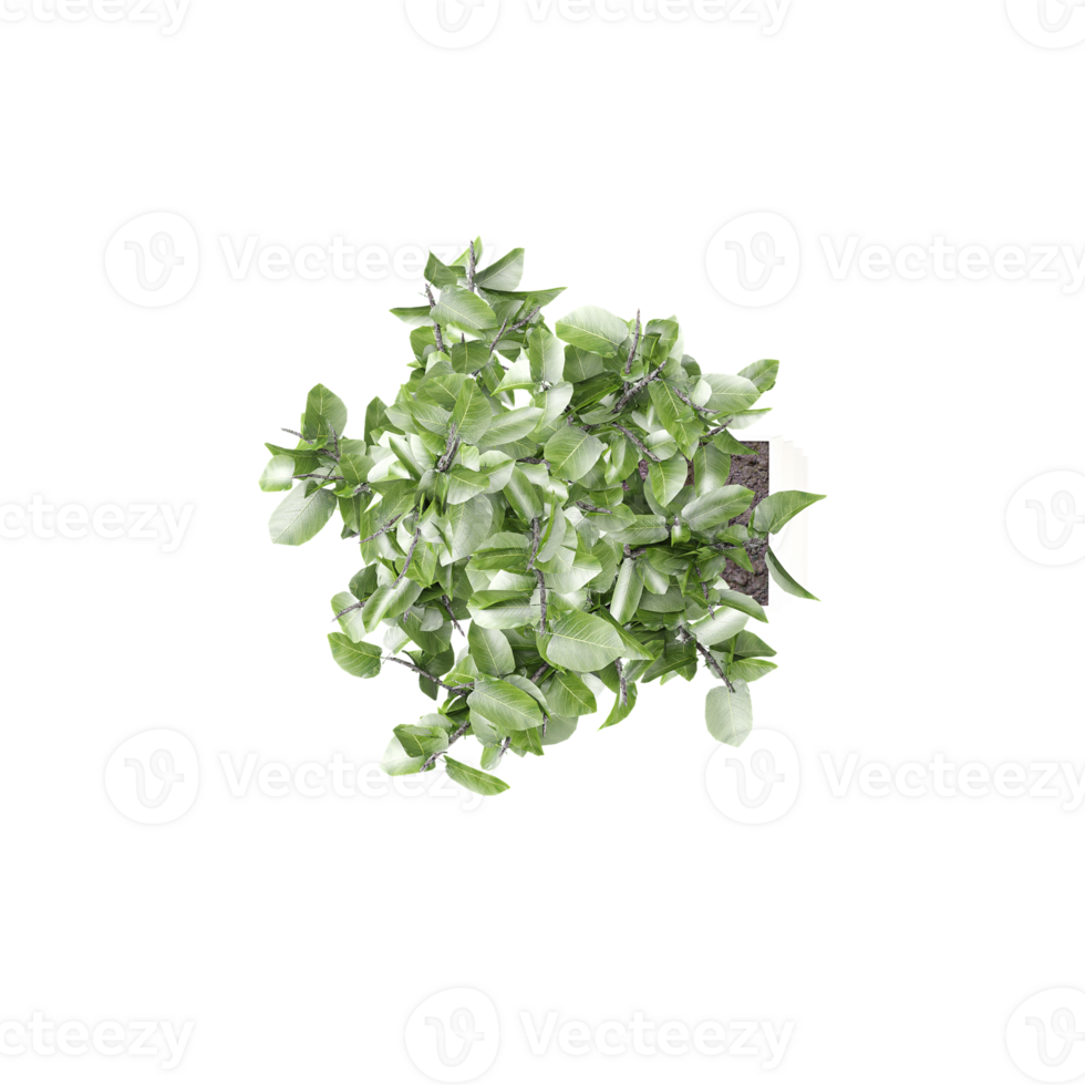 3d rendering of Eucalyptus tree top view png