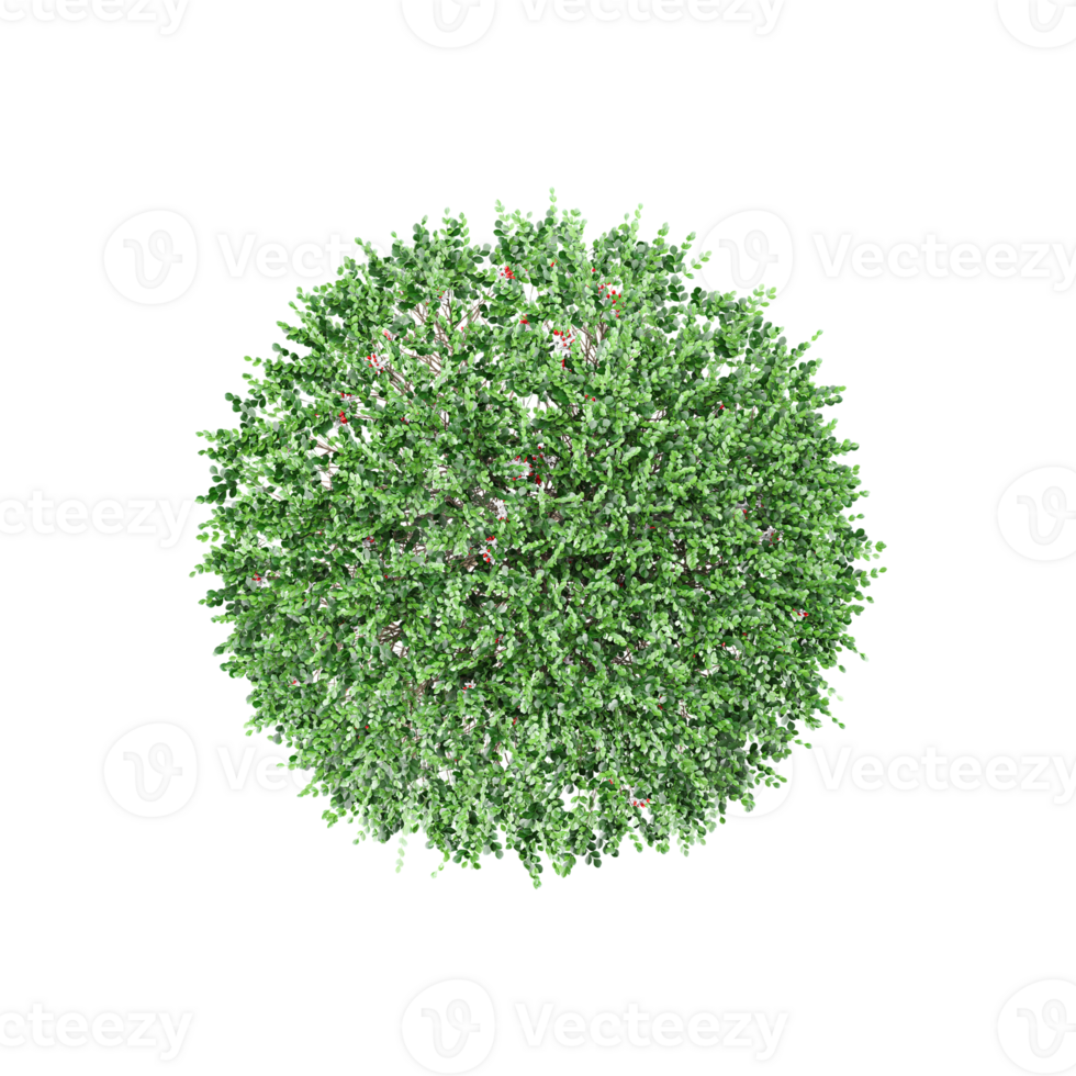 top view of Dwarf orange jessamine trees on transparent canvas png
