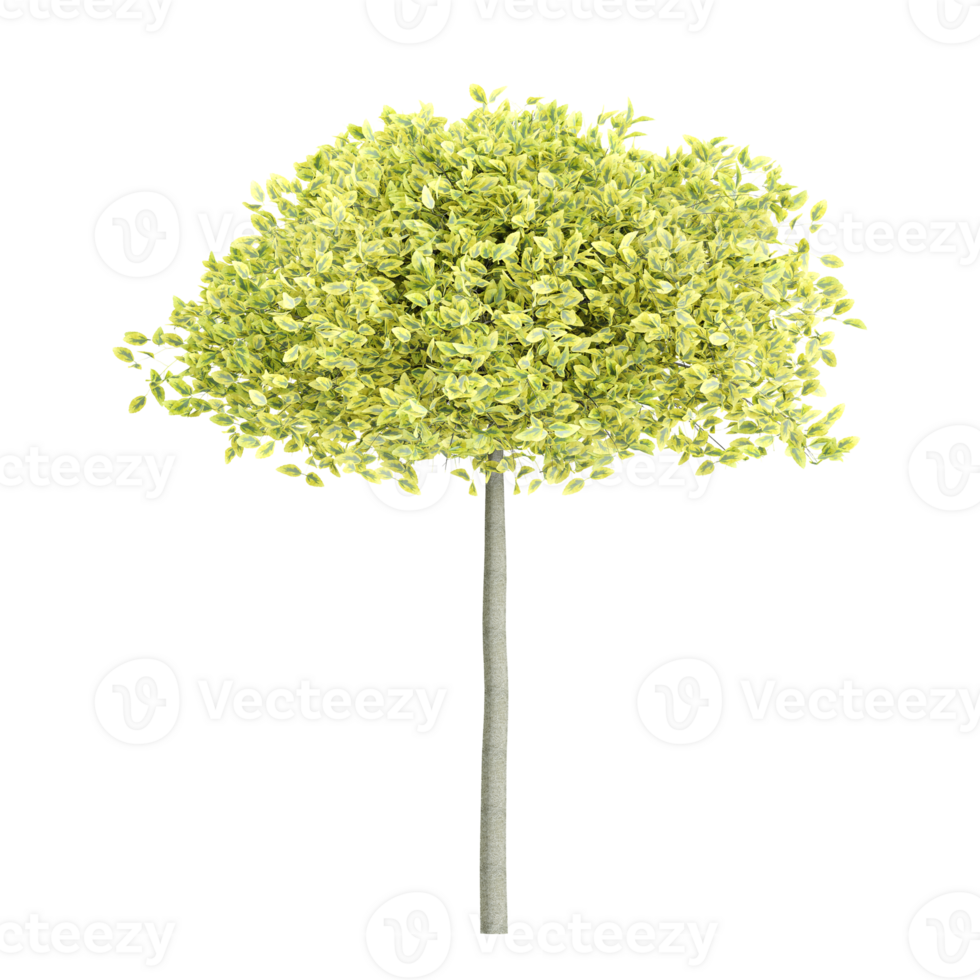 Beautiful Euonymus emerald-n-gold tree isolated on transparent canvas png