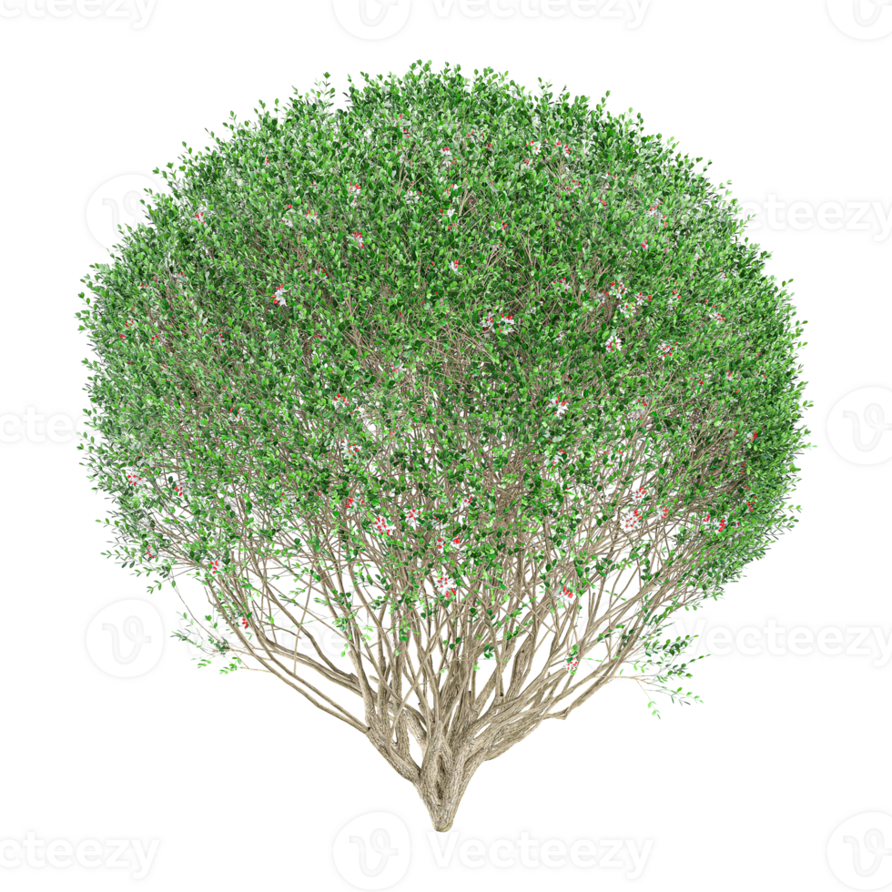 3d rendering of Dwarf orange jessamine trees on transparent canvas png