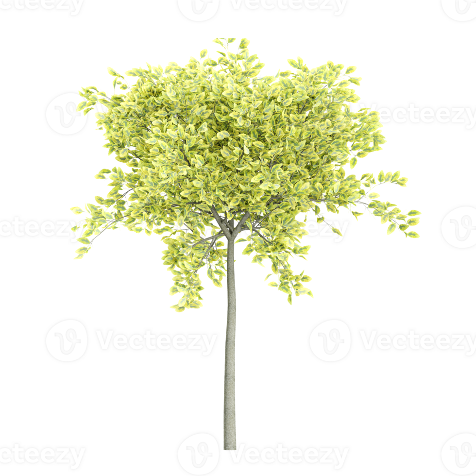 3d rendering of Euonymus emerald-n-gold tree png