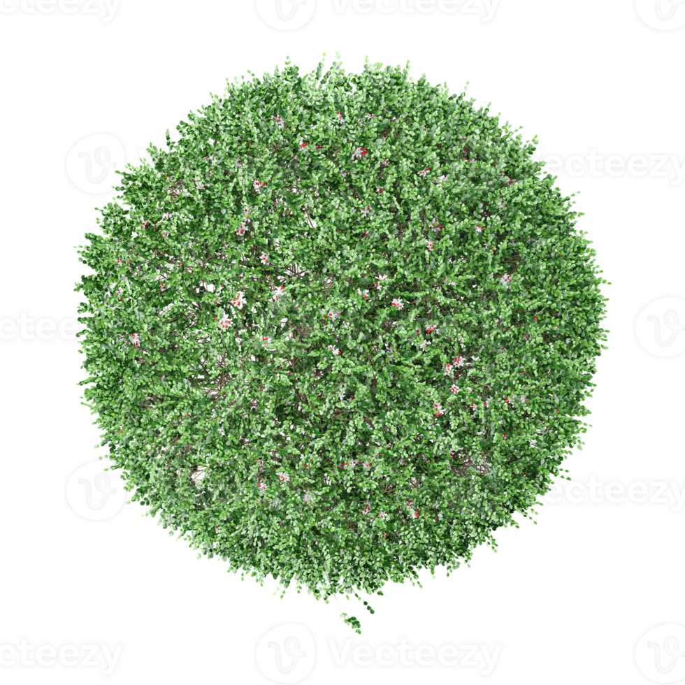 3d rendering of Dwarf orange jessamine trees on canvas from top view png