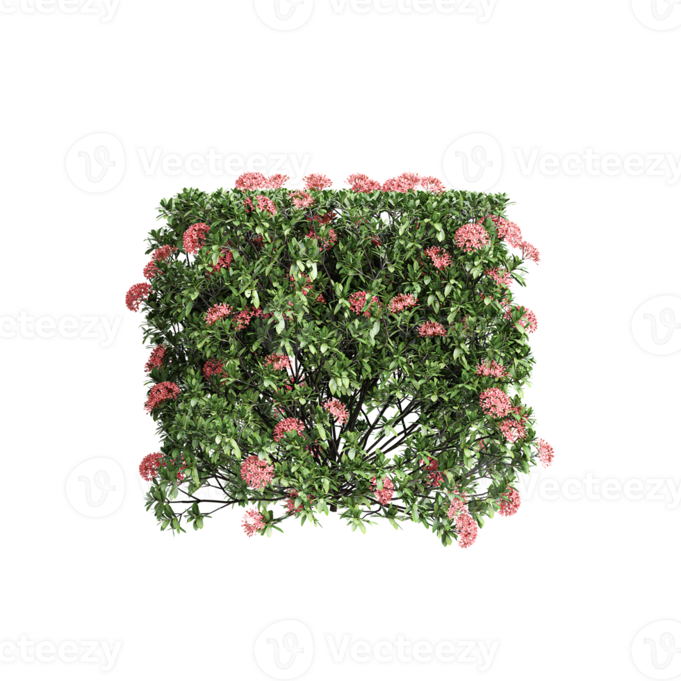 beautiful Jungle geranium tree isolated on canvas png