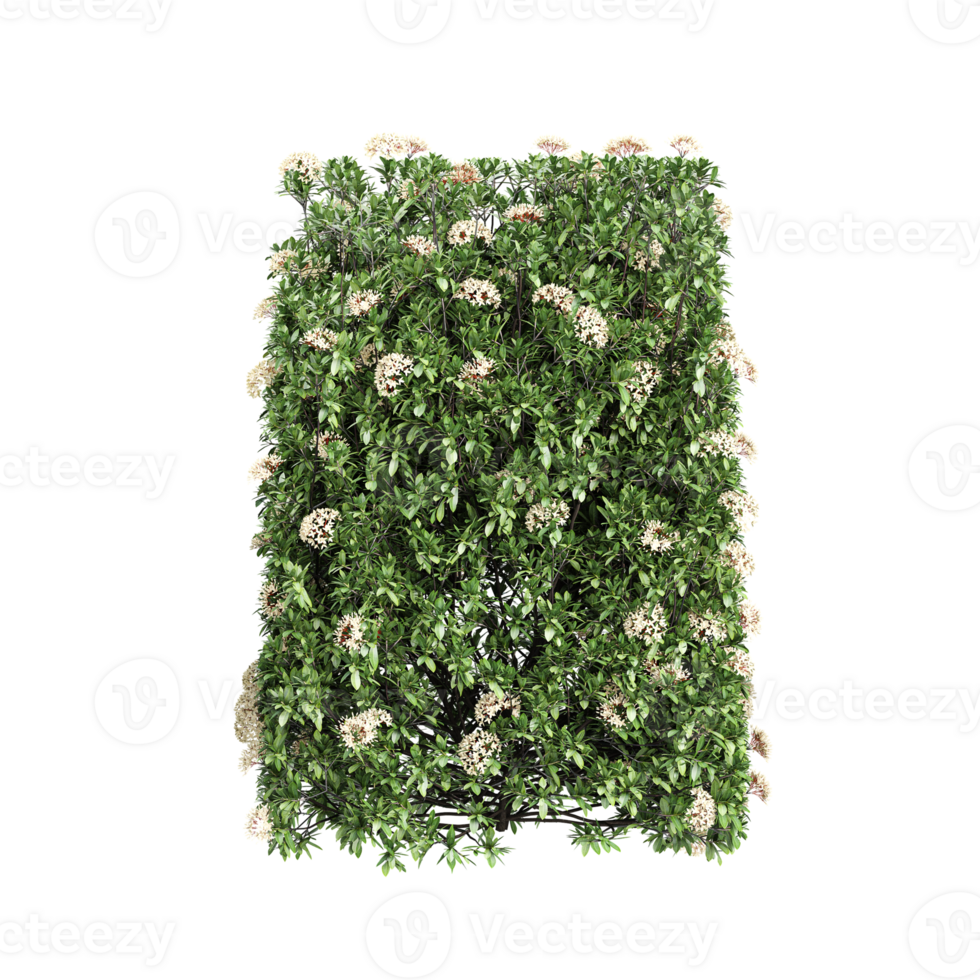 3d illustration of Ixora taiwanensis treeline isolated Canvas png