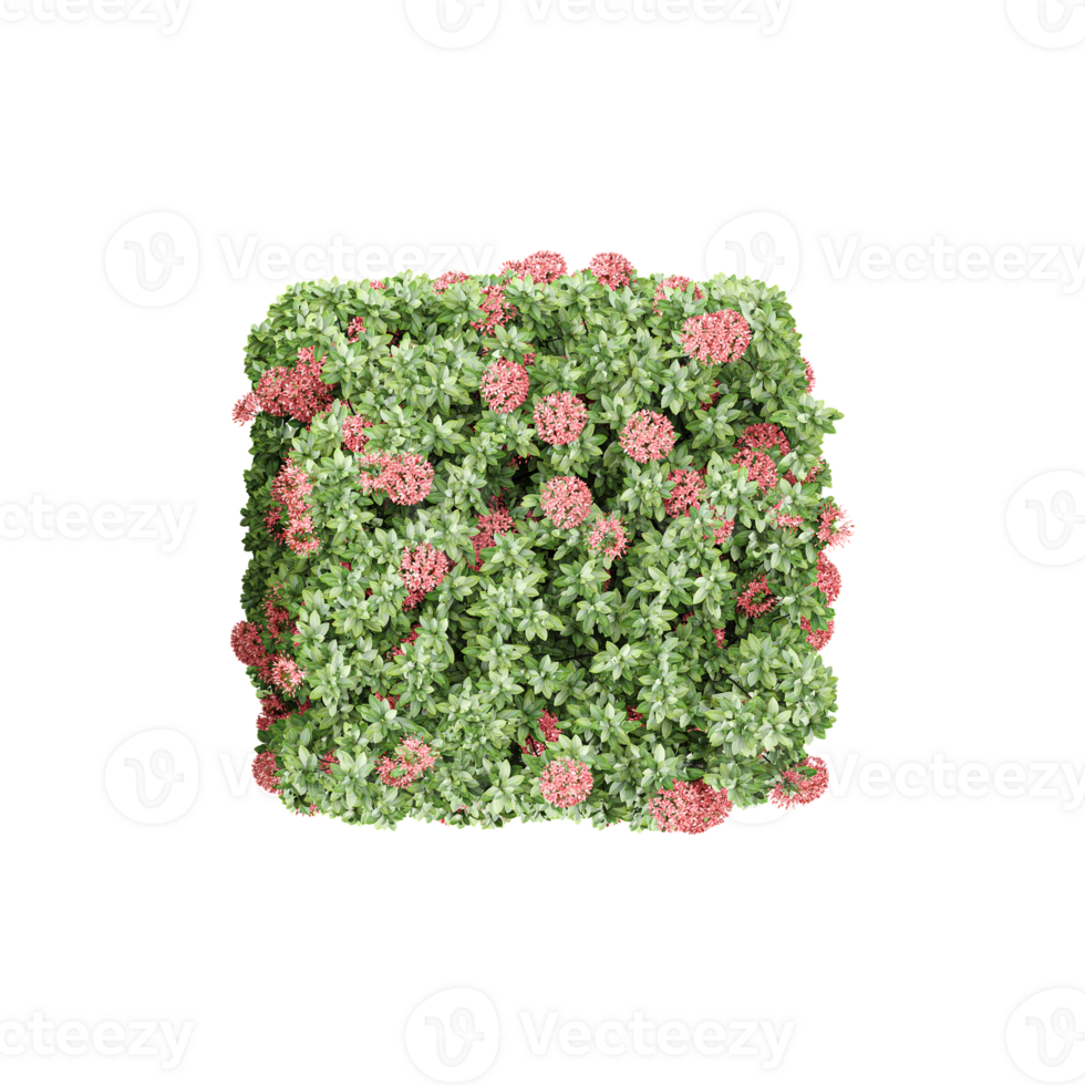Beautiful Dwarf ixora tree isolated on transparent canvas png