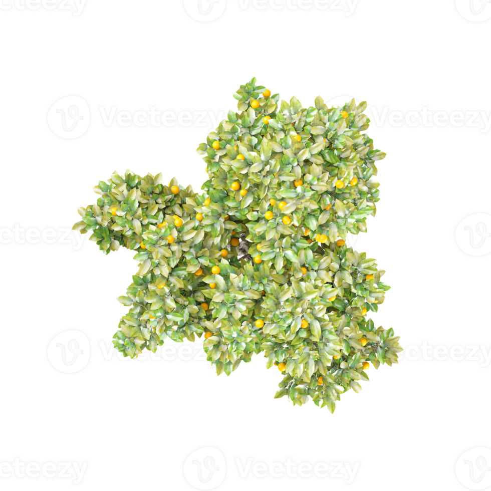 Citrus Sinensyscolors Plant isolated on transparent Canvas png