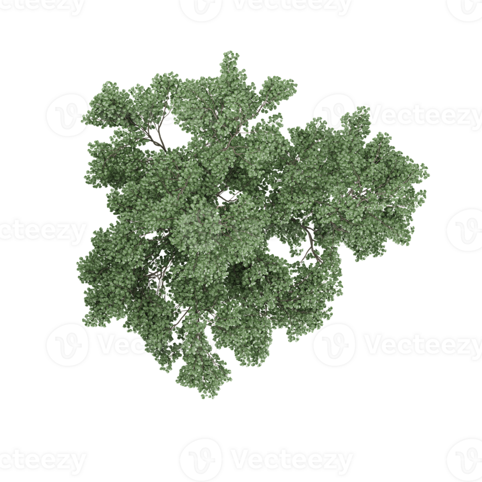 Tree top view, isolated on isolated canvas png