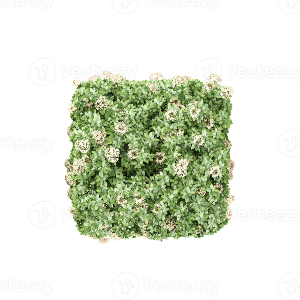 Green beautiful Dwarf ixora tree isolated on Canvas png