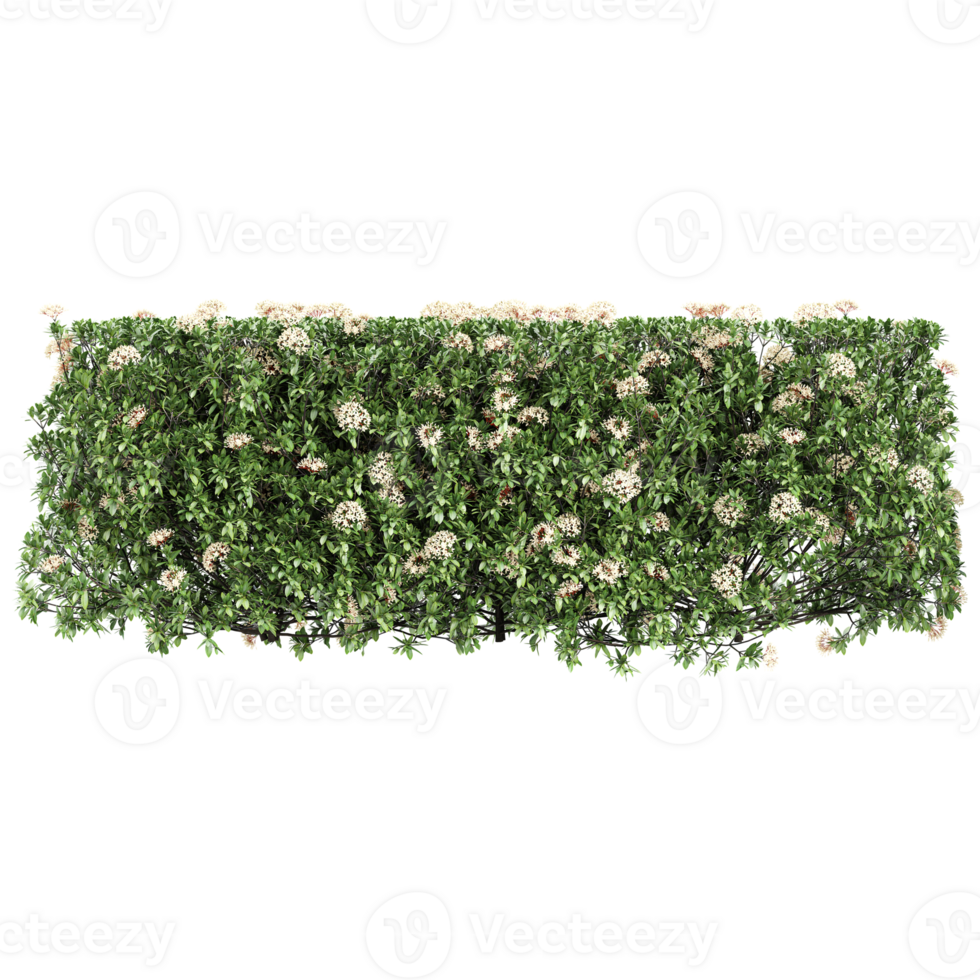 3d illustration of Ixora taiwanensis treeline isolated on canvas png