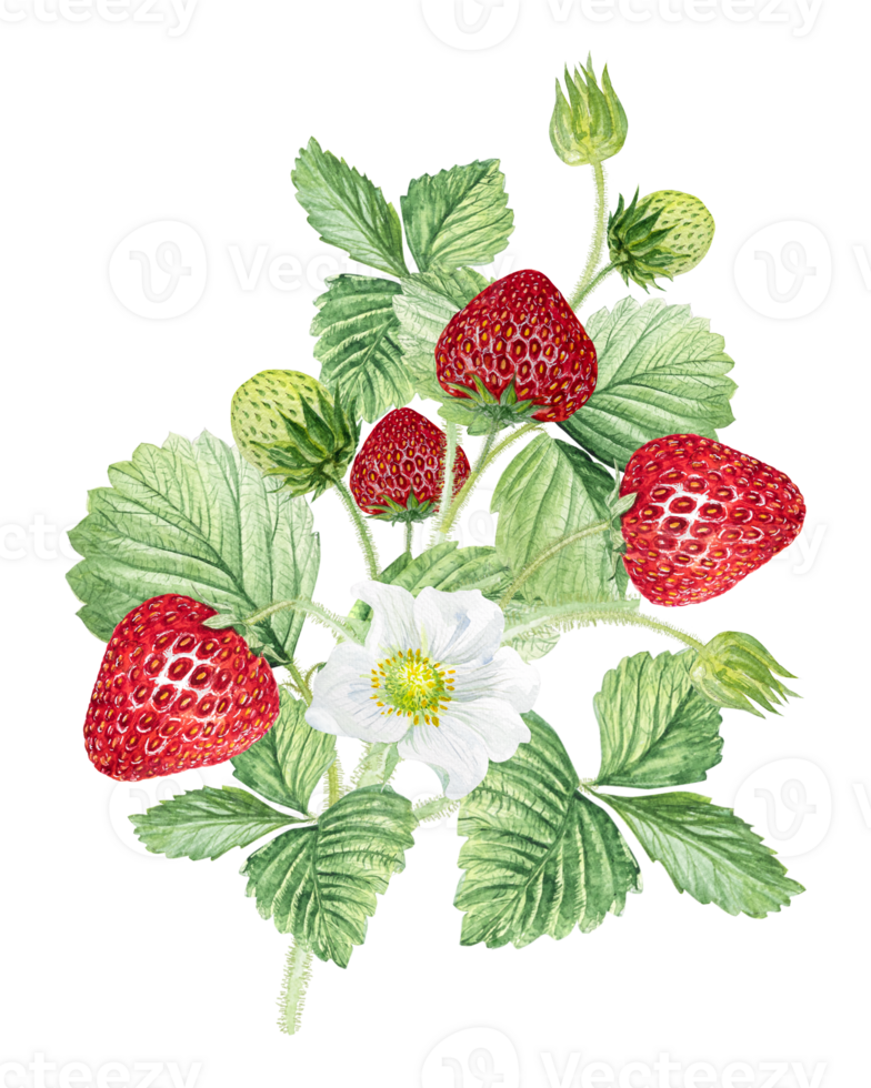 Strawberry Watercolor illustration, strawberry bushes with green leaves and white flowers. png