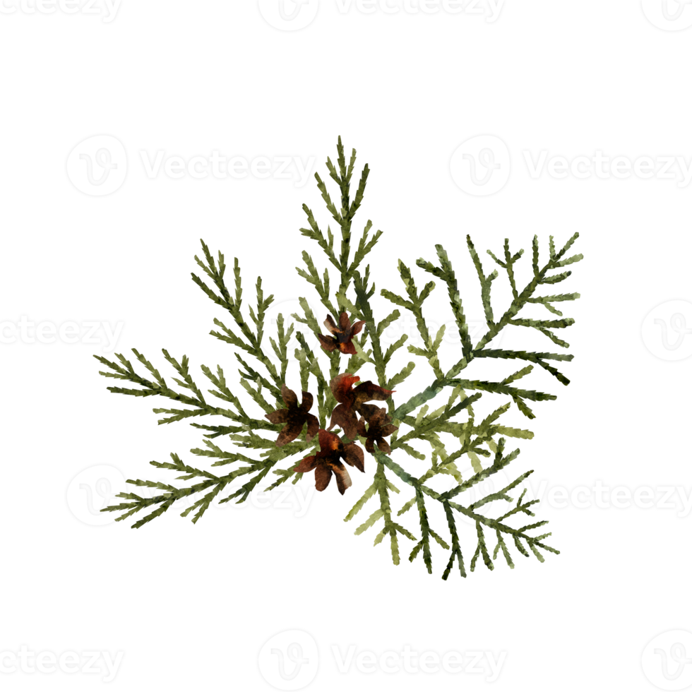 watercolor illustration of thuja twigs and cones, hand-drawn thuja twigs. png