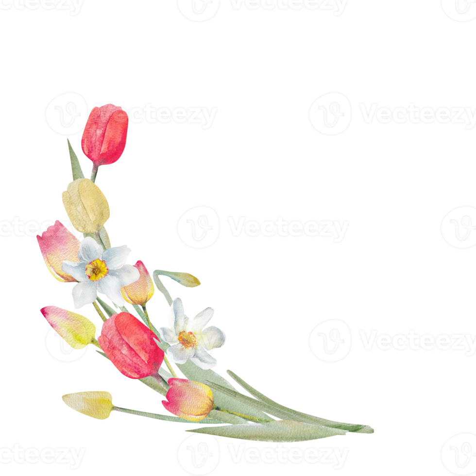 Postcard with watercolor tulips and daffodils. Spring design for Valentine's Day, March 8, Mother's Day, Easter. png