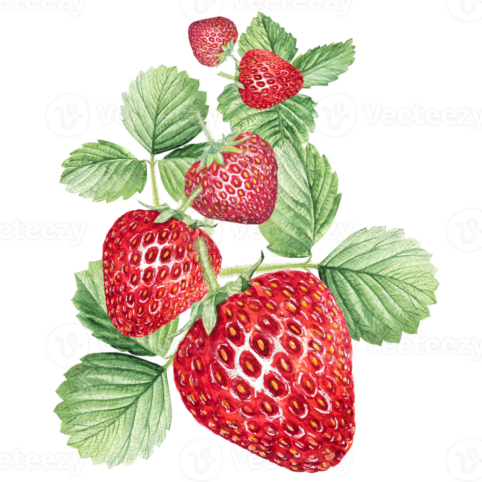 Strawberry Watercolor illustration, strawberry bushes with green leaves and white flowers. png