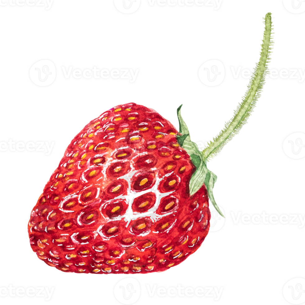 Watercolor red juicy strawberry with leaves. Food background, painted bright composition. Hand drawn food illustration. Fruit print. Summer sweet fruits and berries. png