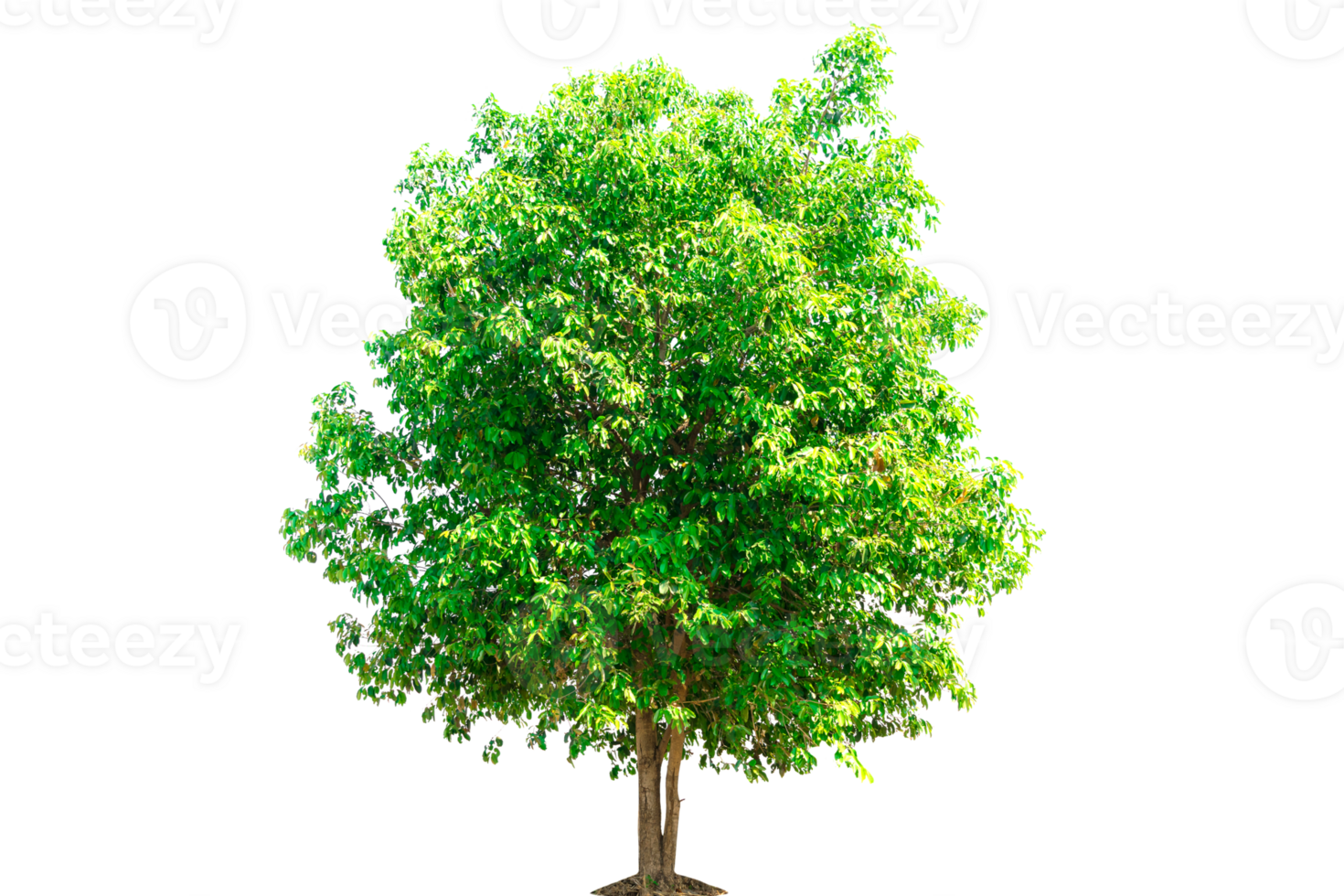 Tree and environmentally friendly tree png