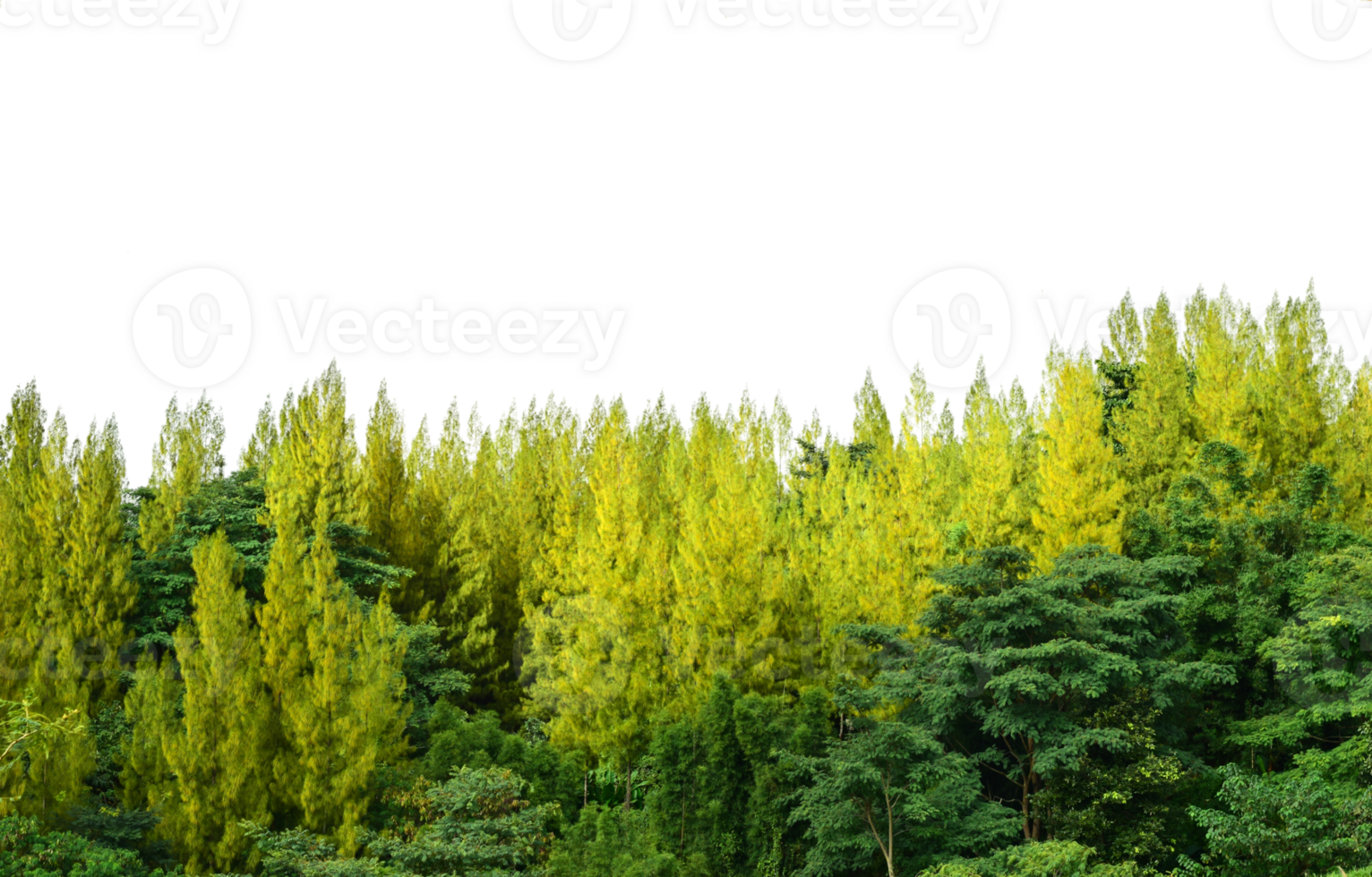 Pine trees of isolated on nature png