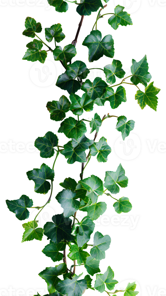 Grape ivy. Baltic ivy full of green leaves and thin branches top view. Persian ivy isolated. Lush green leaf on a branch png