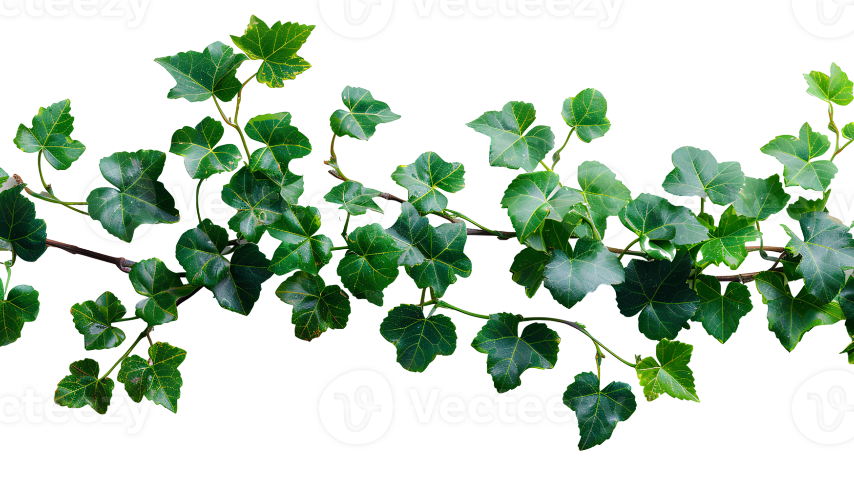 Grape ivy. Baltic ivy full of green leaves and thin branches top view. Persian ivy isolated. Lush green leaf on a branch png