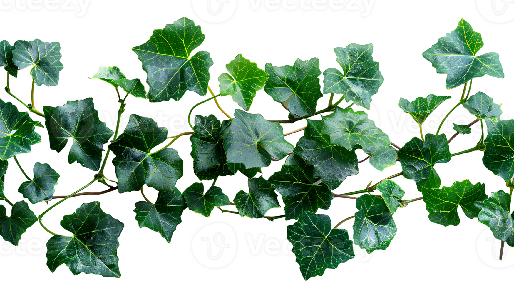 Grape ivy. Baltic ivy full of green leaves and thin branches top view. Persian ivy isolated. Lush green leaf on a branch png