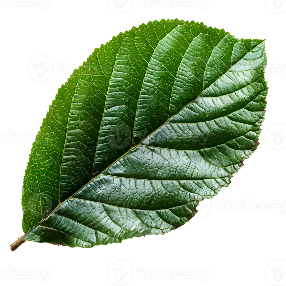 Guava leaf. Guava leaf from guava tree isolated. Green luscious guava leaf top view. Leaf foliage flat lay isolated png