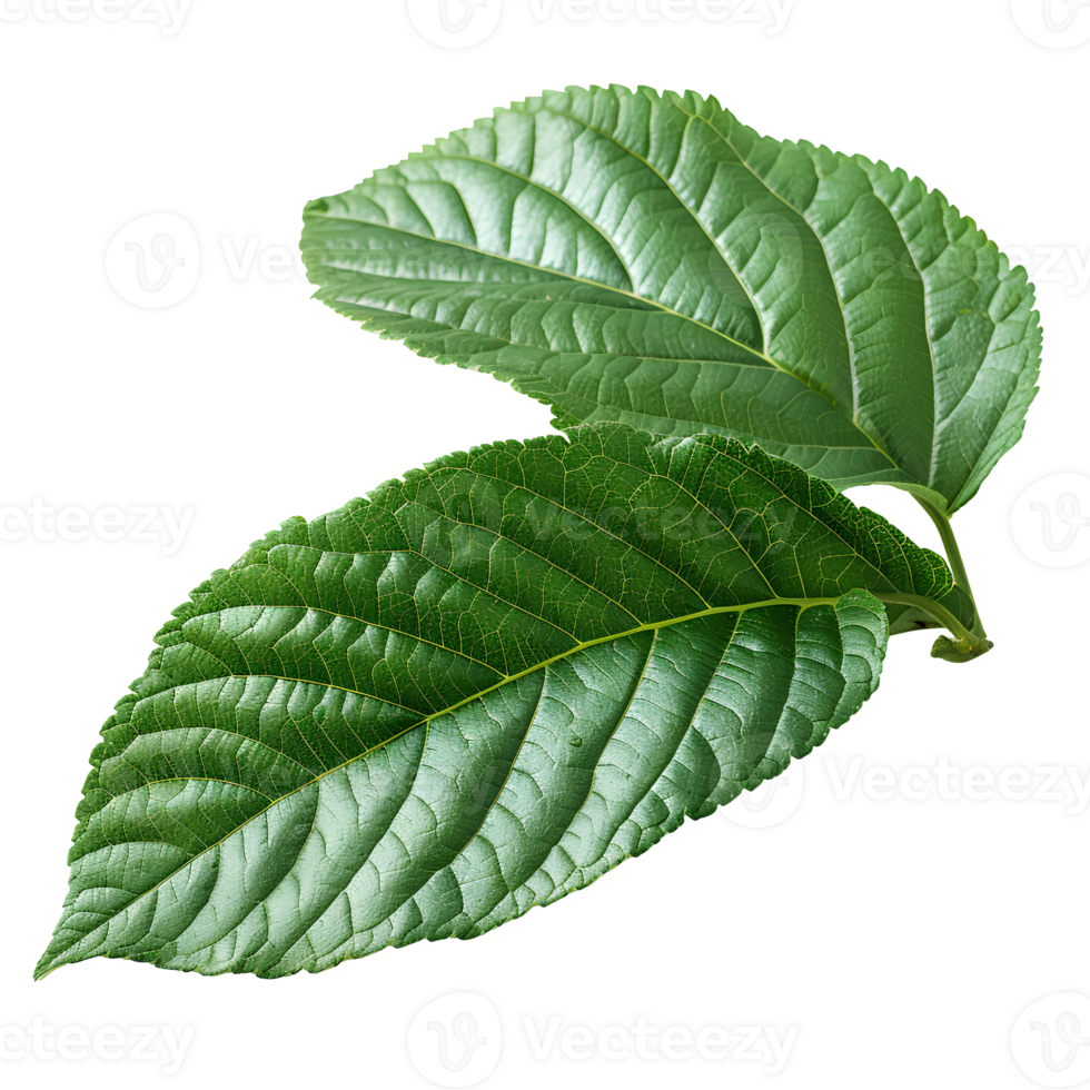 Guava leaf. Guava leaf from guava tree isolated. Green luscious guava leaf top view. Leaf foliage flat lay isolated png