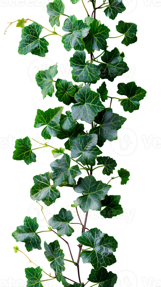 Grape ivy. Baltic ivy full of green leaves and thin branches top view. Persian ivy isolated. Lush green leaf on a branch png