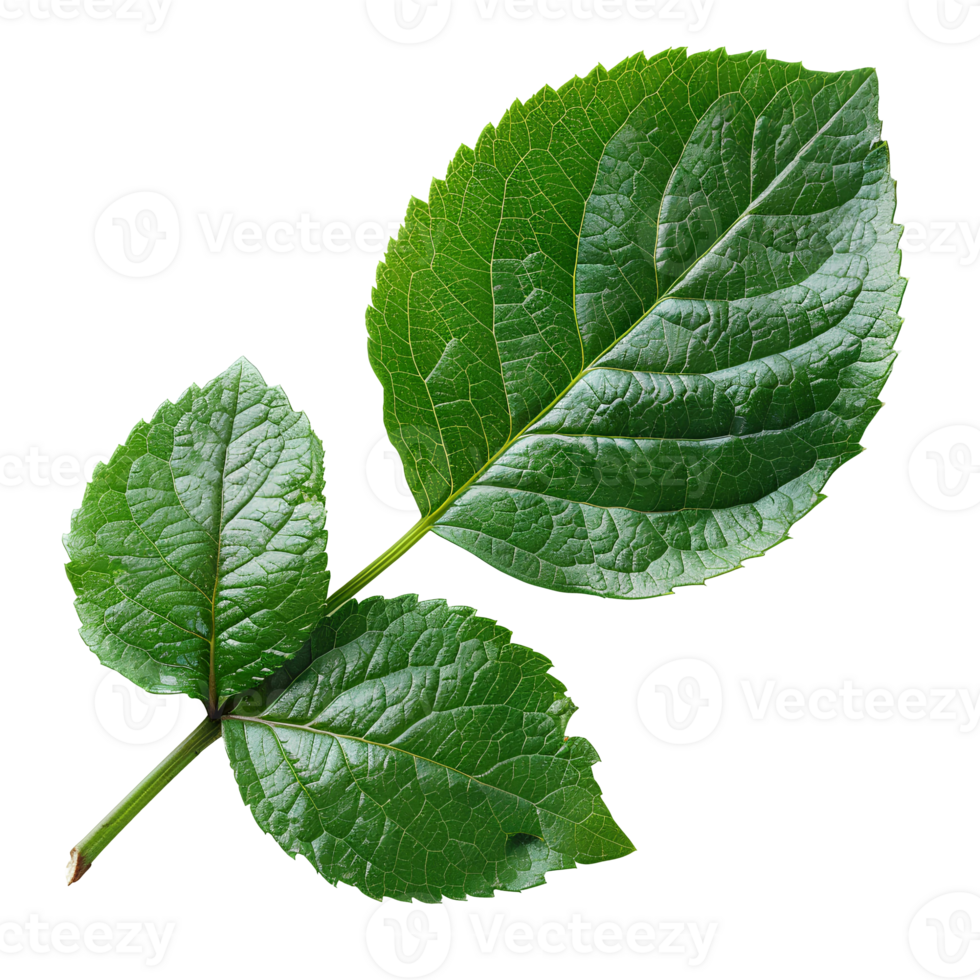 China rose leaf. Green china rose leaf top view isolated. Green leaf flat lay png
