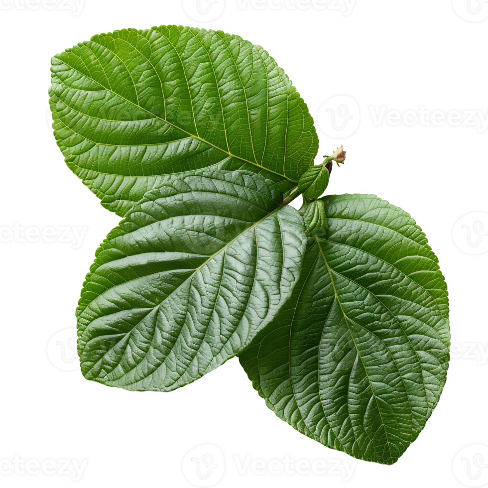 Guava leaf. Guava leaf from guava tree isolated. Green luscious guava leaf top view. Leaf foliage flat lay isolated png